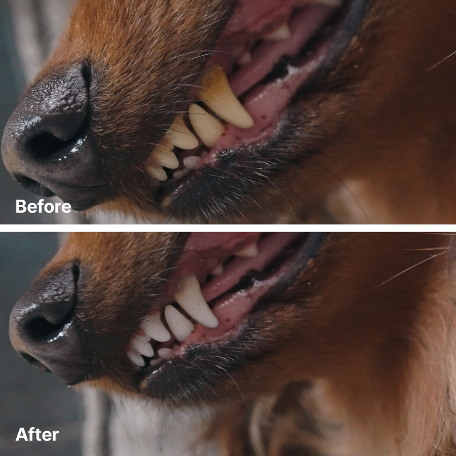 A sausage dog with fresh breath and healthy white teeth