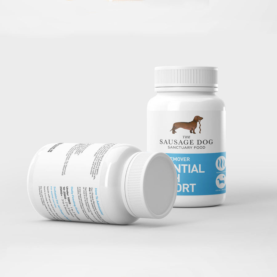 Vet checking dog teeth