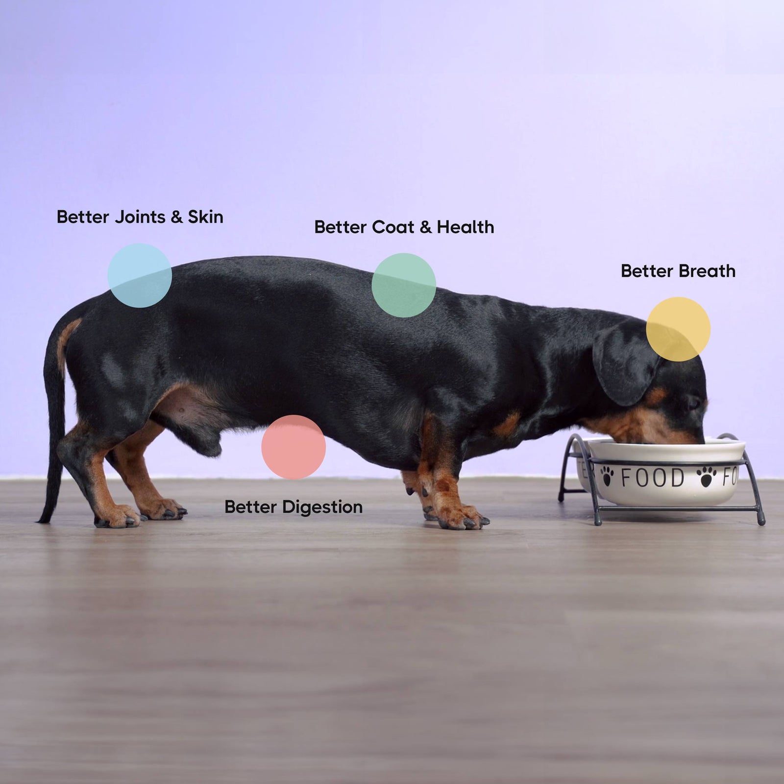 Best dog food brands for dachshunds best sale