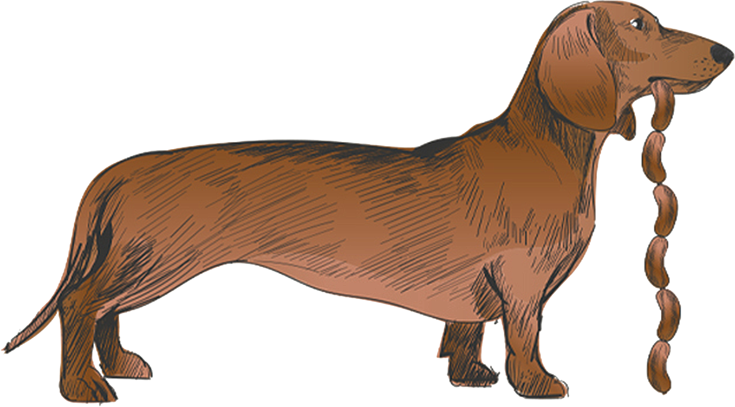 Long sales sausage dog