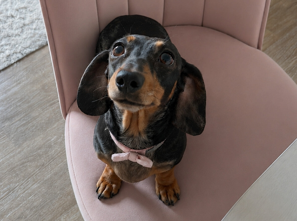 A hair-free chair after one pass with the Sausage Glove